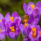 Bienchen im Blütenparadies