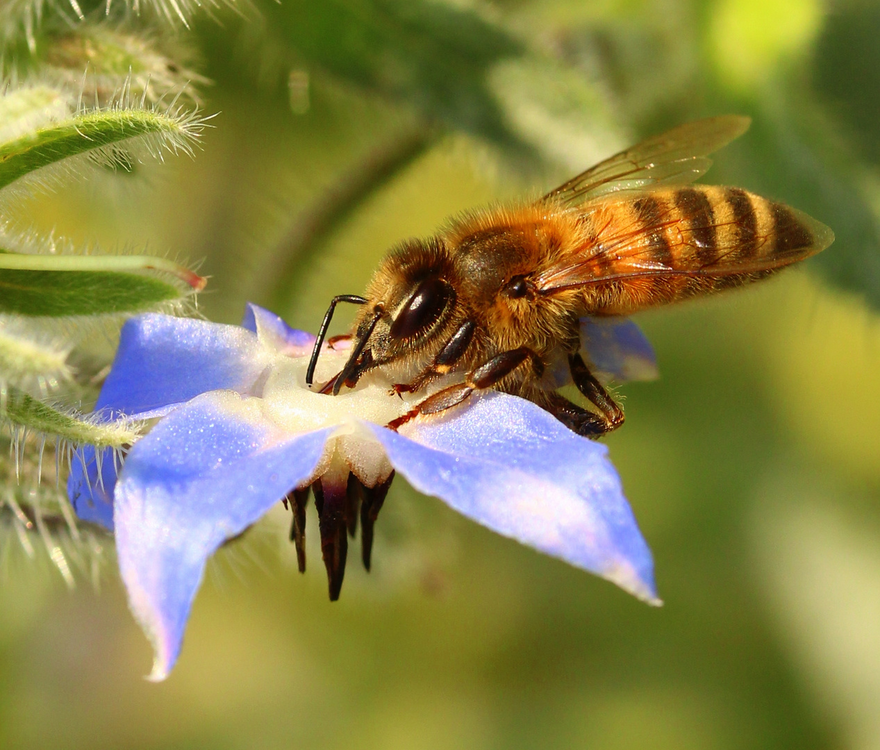 Bienchen im Borretsch 