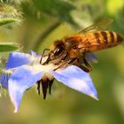 Bienchen im Borretsch 