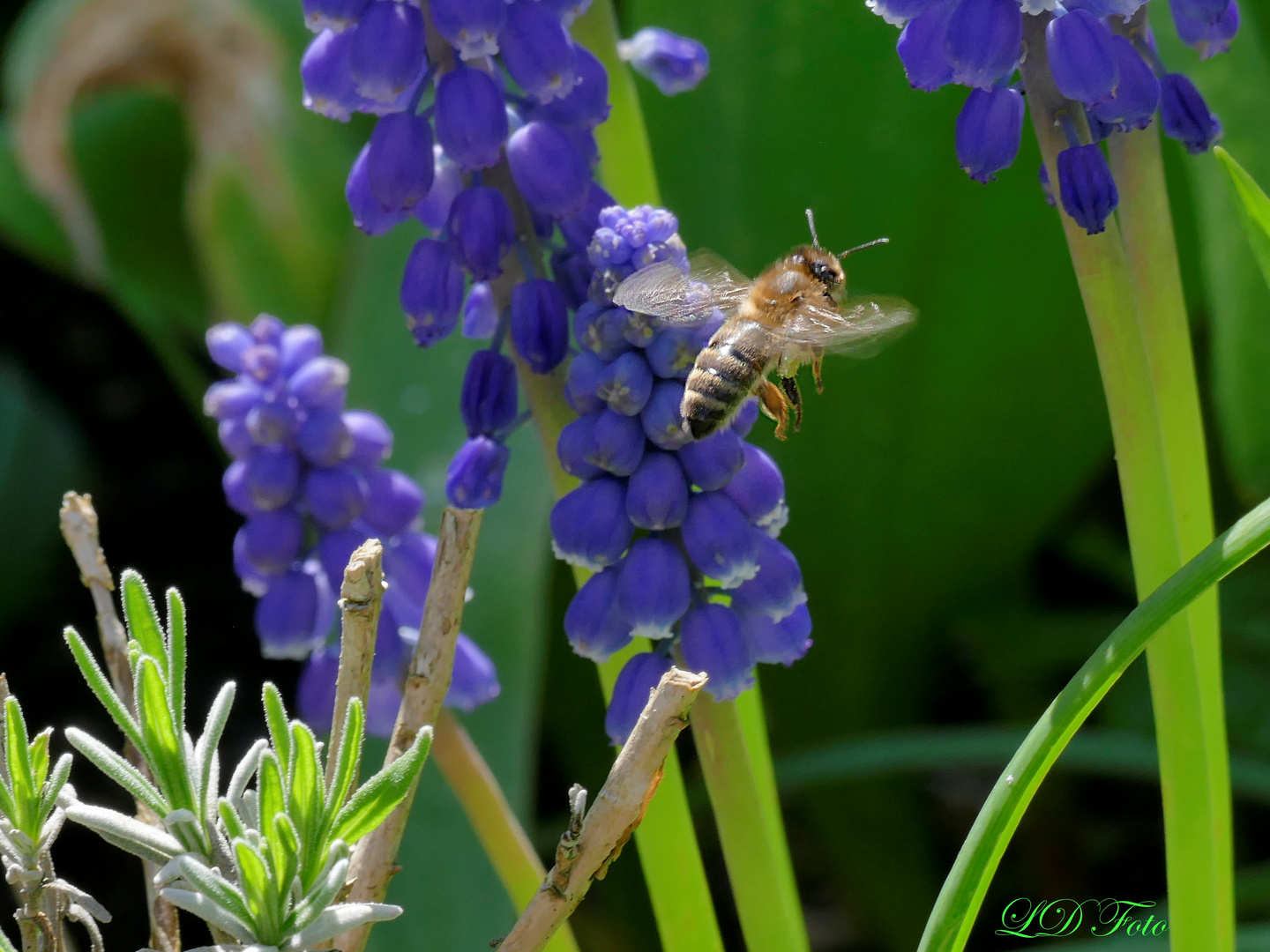 Bienchen im Flug