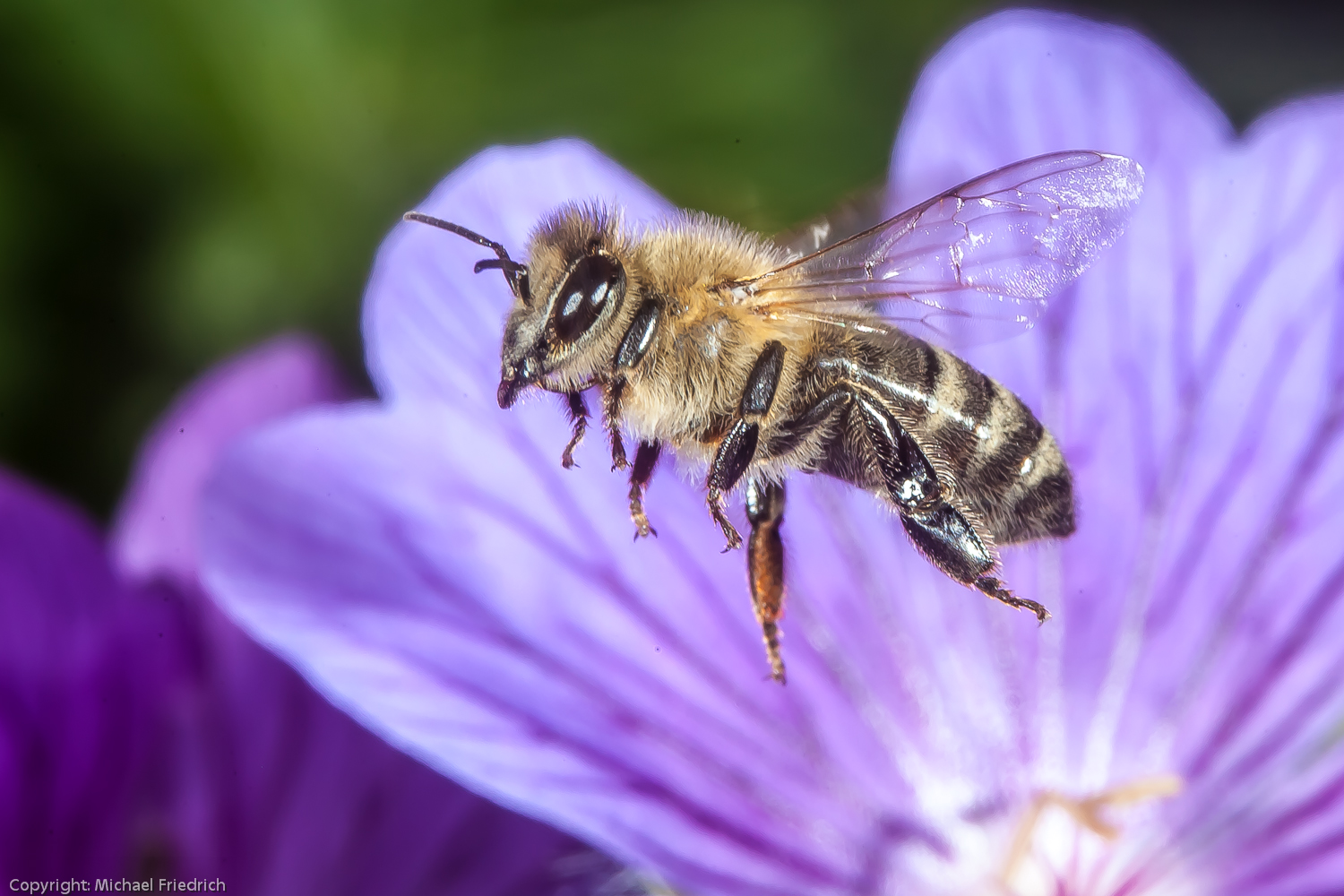 Bienchen im Flug