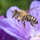 Bienchen im Flug