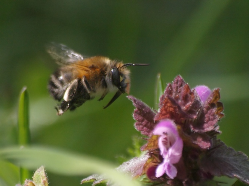 bienchen im flug