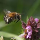 bienchen im flug