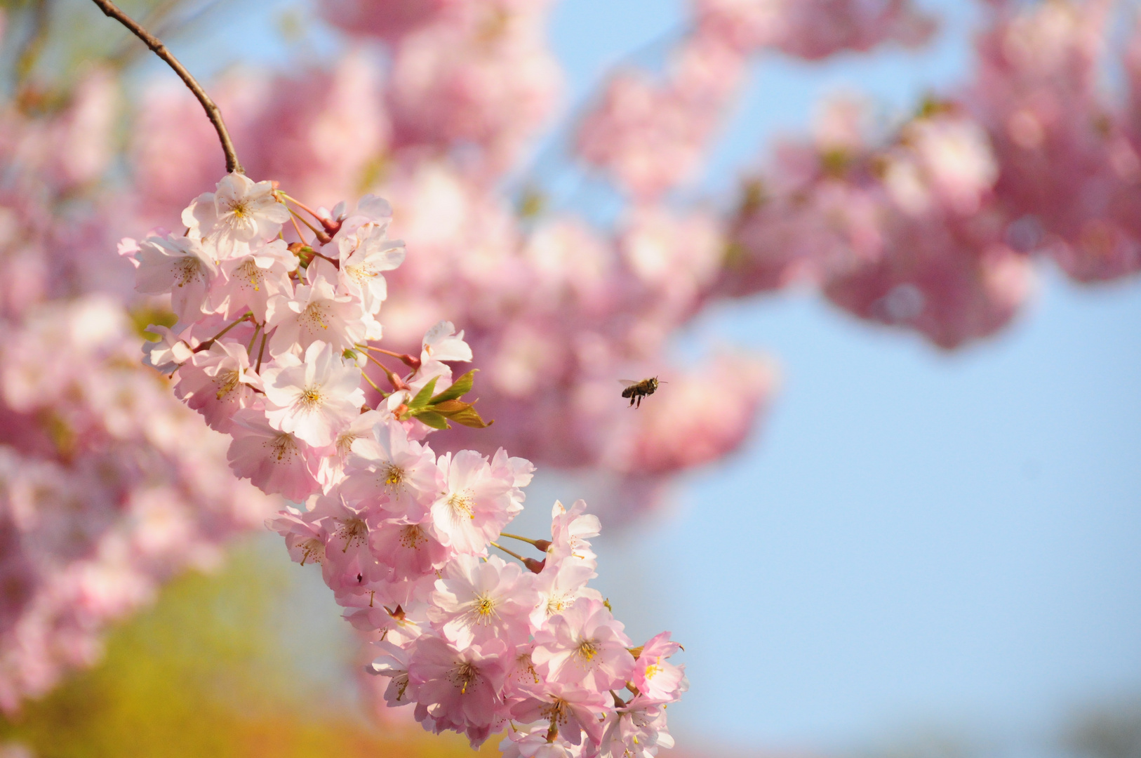 Bienchen im Fluge