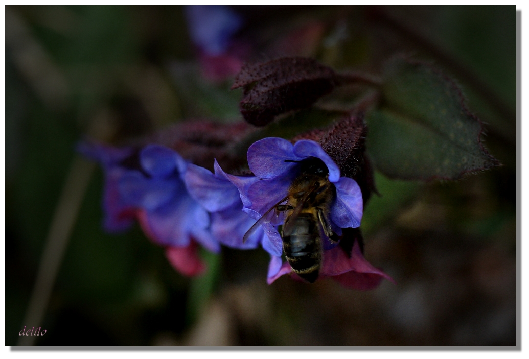 Bienchen im gefleckten Lungenkraut