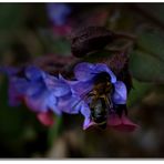 Bienchen im gefleckten Lungenkraut