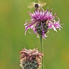 Bienchen im Gegenlicht