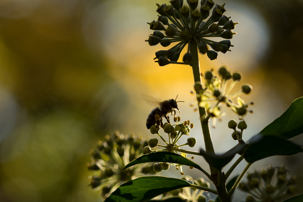 Bienchen im Gegenlicht