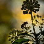 Bienchen im Gegenlicht