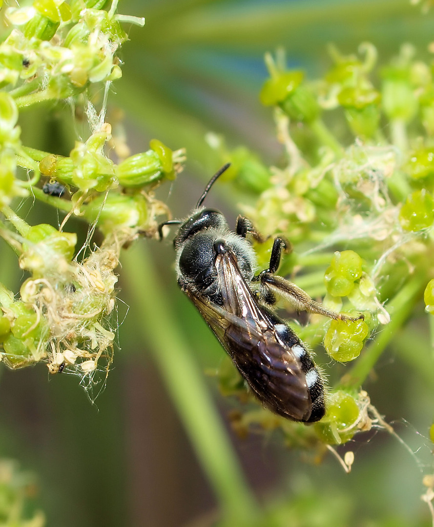 Bienchen im Glück....