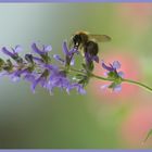 Bienchen im Glück*