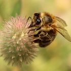 Bienchen im Hasenklee 