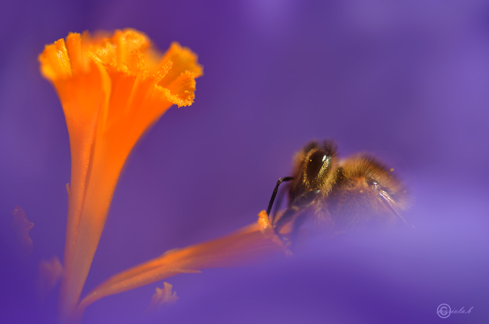 Bienchen im Krokus