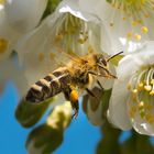 Bienchen im Landeanflug