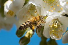 Bienchen im Landeanflug