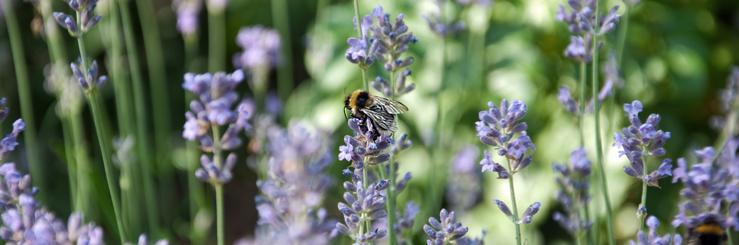 Bienchen im Lavendel