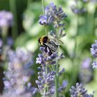 Bienchen im Lavendel