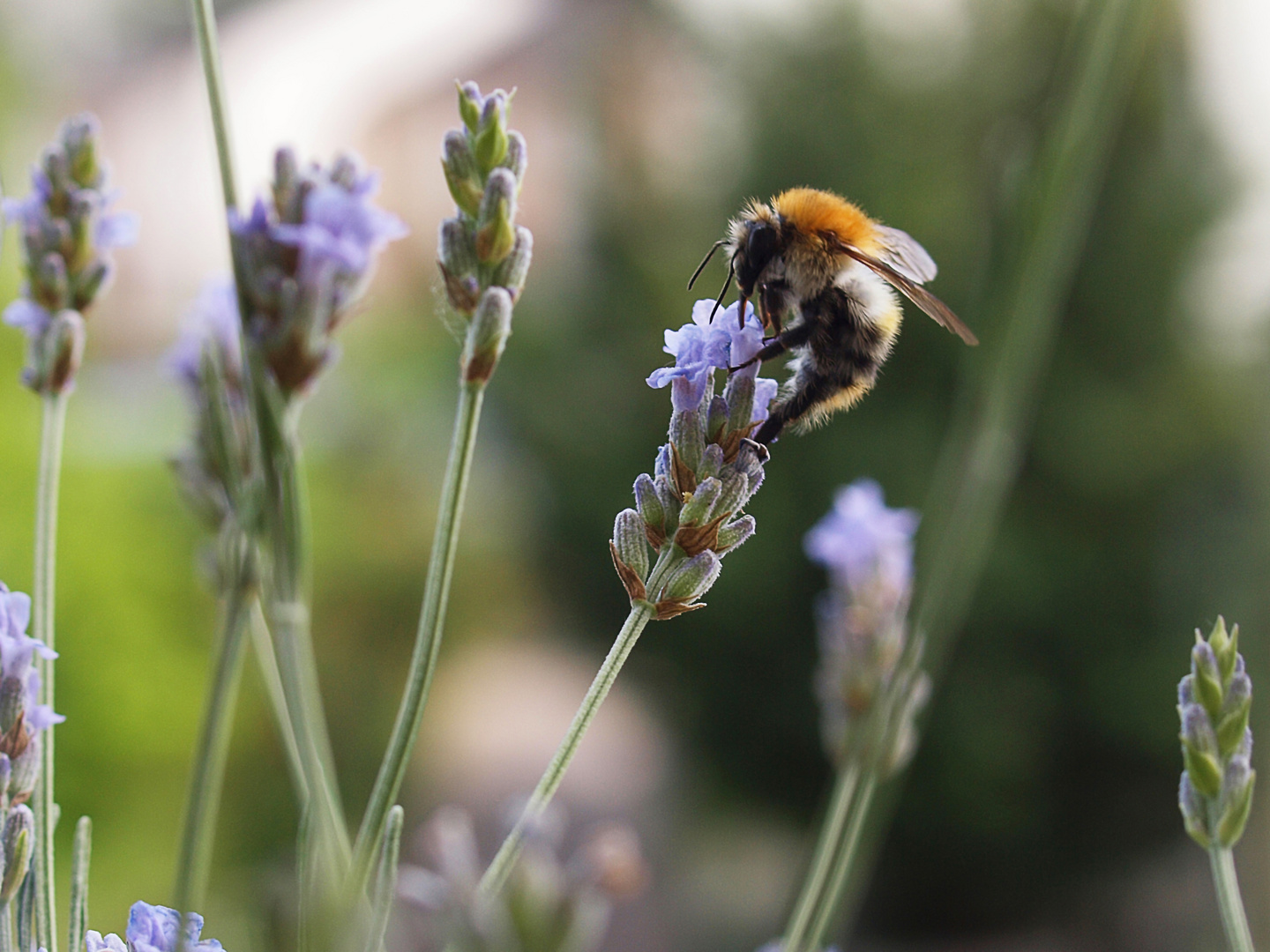 Bienchen im Lavendel