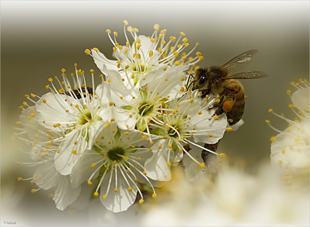 Bienchen im Pelzmantel