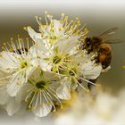 Bienchen im Pelzmantel