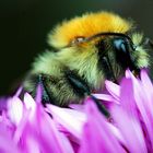 Bienchen im Pelzmantel