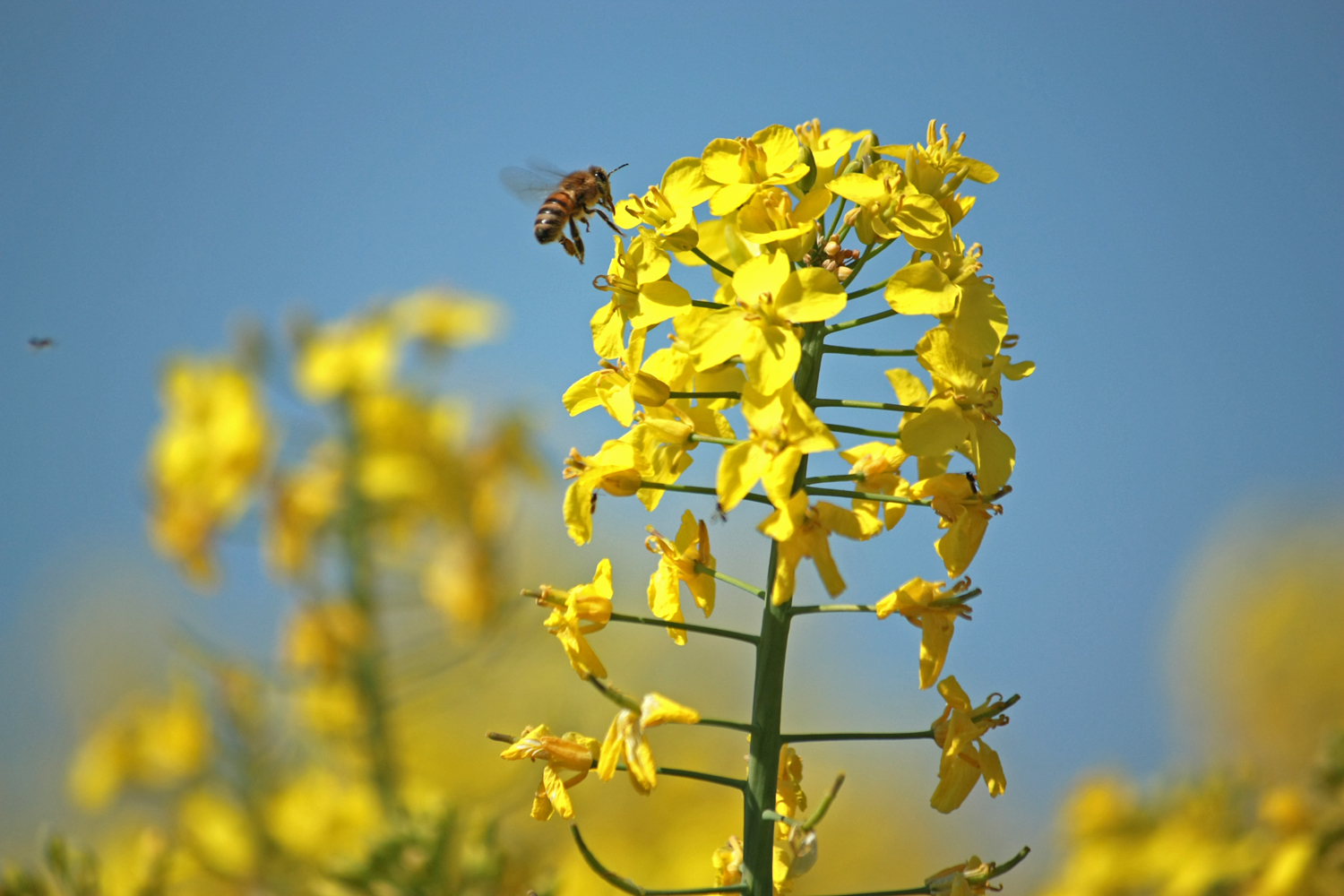 Bienchen im Raps