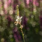 Bienchen im Schlaraffenland