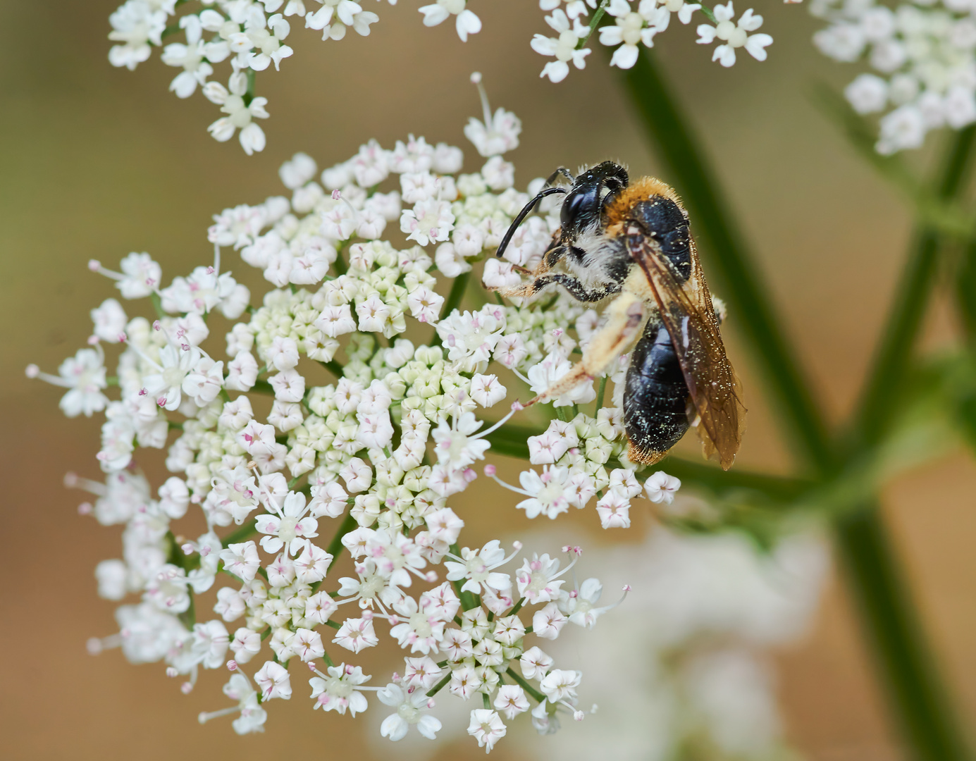 Bienchen im Schlaraffenland.