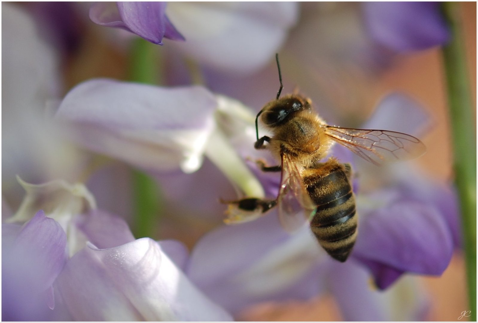 Bienchen im Schlaraffenland