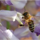 Bienchen im Schlaraffenland