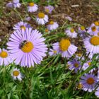 Bienchen im Schlaraffenland