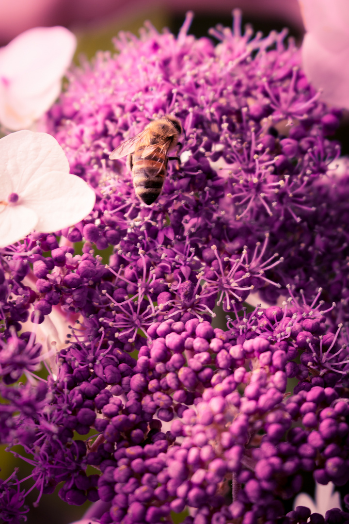 Bienchen im Spätsommer