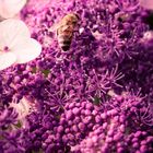 Bienchen im Spätsommer