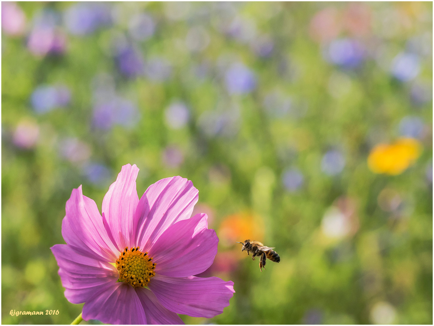 bienchen in .....