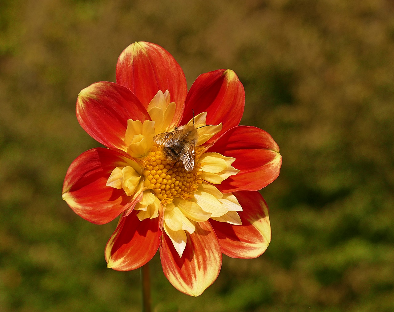 Bienchen in Dalie!