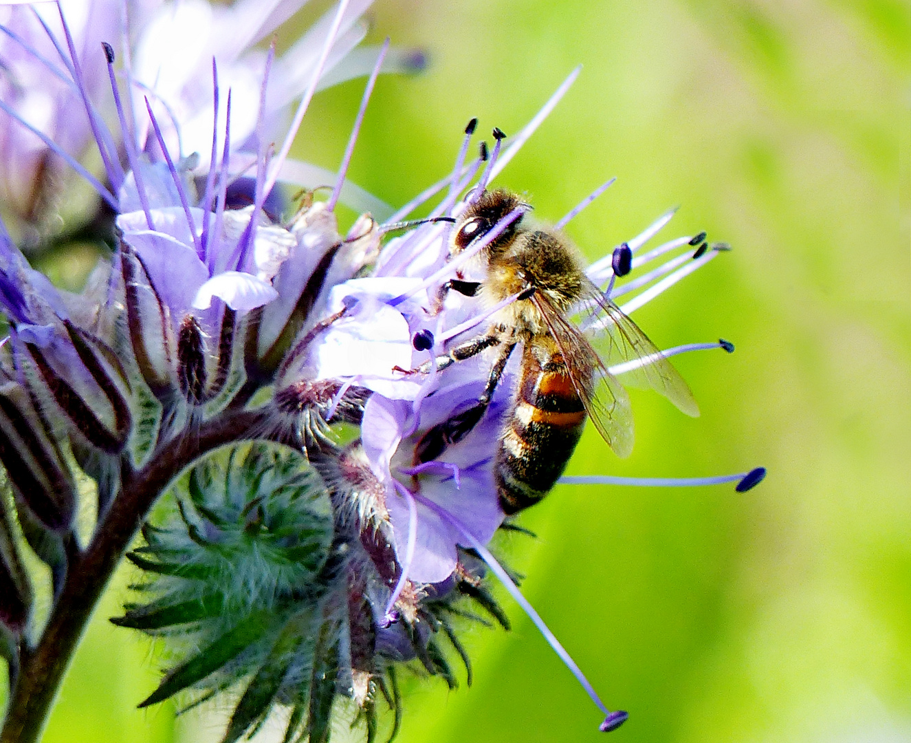 Bienchen in der Bienenweide