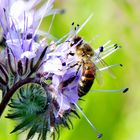 Bienchen in der Bienenweide