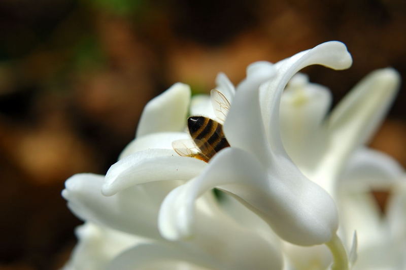 Bienchen in der Blüte