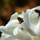 Bienchen in der Blüte