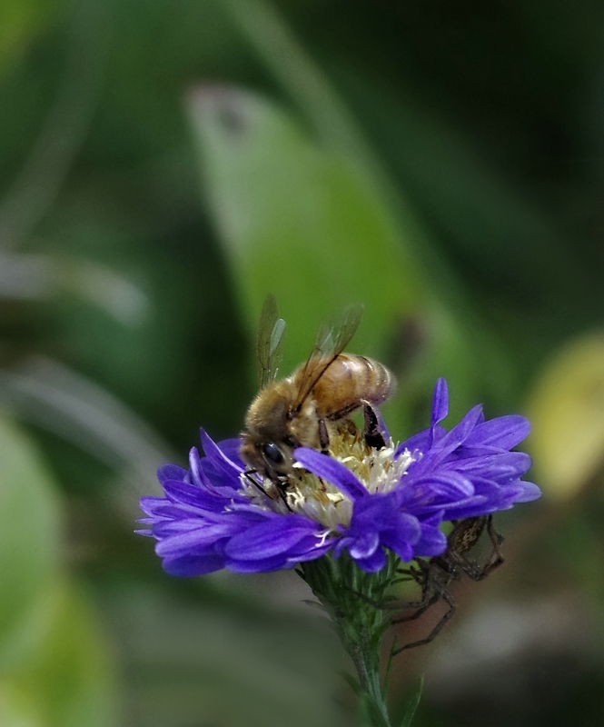 Bienchen in Gefahr