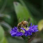 Bienchen in Gefahr