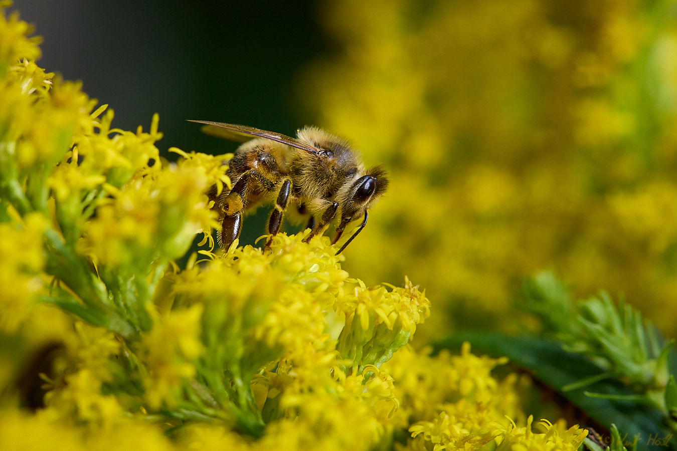 Bienchen in gelb....