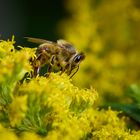 Bienchen in gelb....