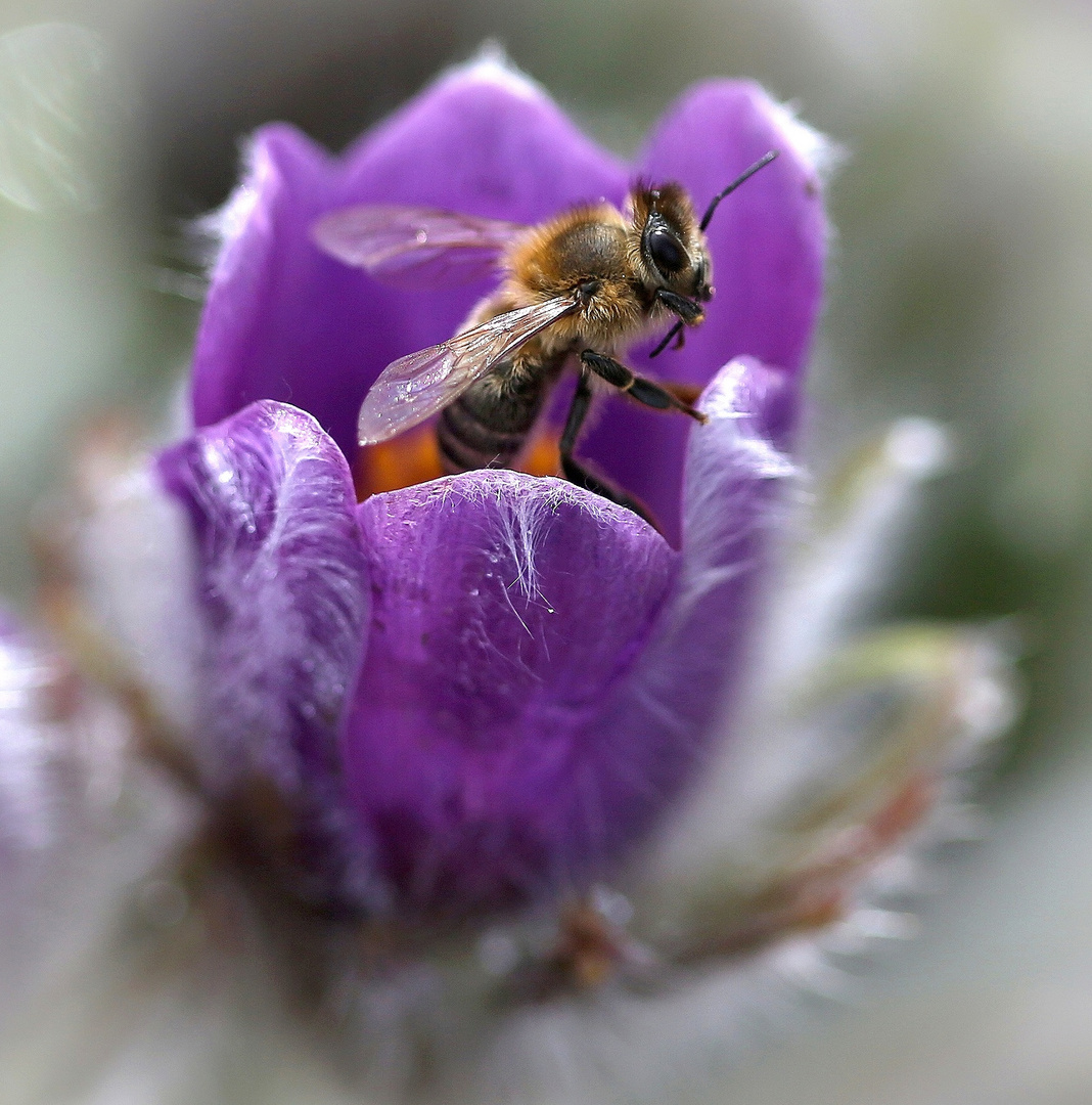 Bienchen in Kuhschelle