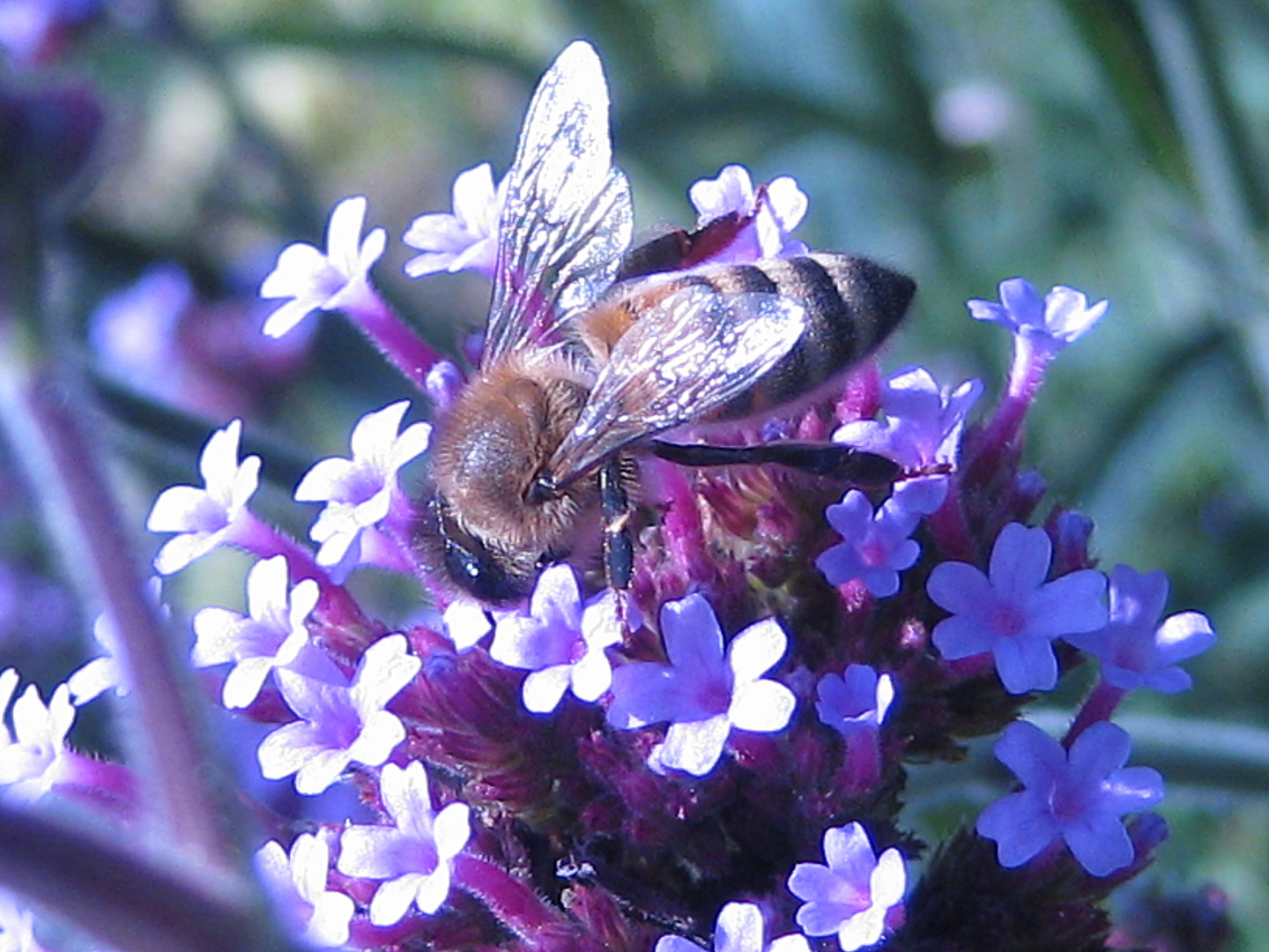 Bienchen in pastell