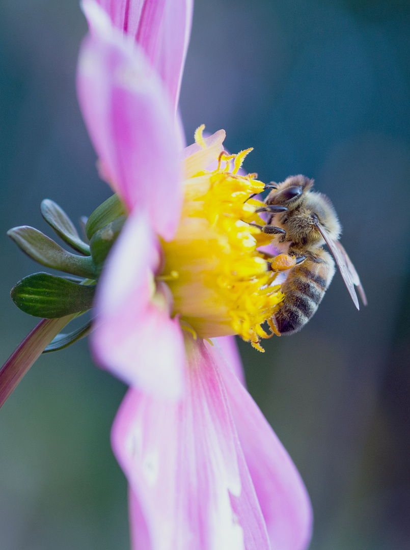 Bienchen in Pastellfarben 