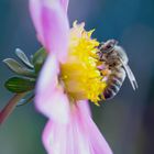 Bienchen in Pastellfarben 