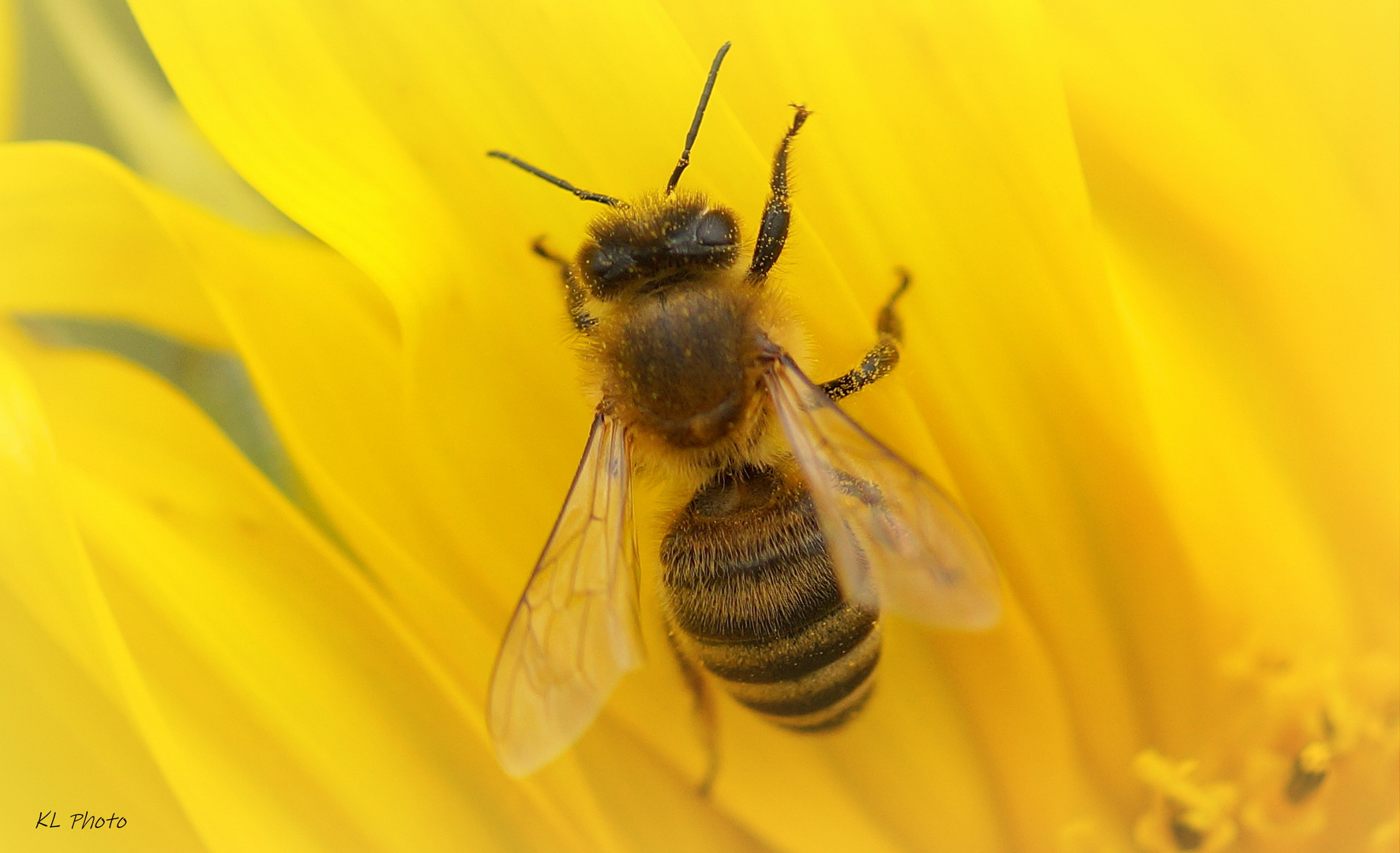 Bienchen in Sonnenblume