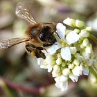 Bienchen ist so fleißig